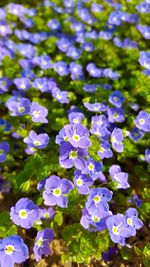 Close-up of purple flowers