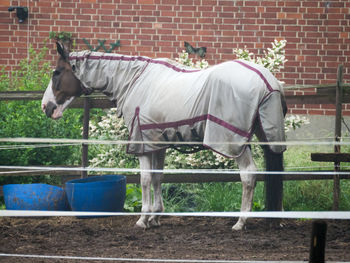 Horse standing in ranch against brick wall