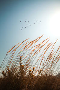 Low angle view of birds flying against sky