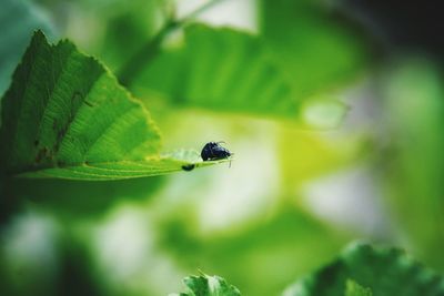 Close-up of insect on leaf