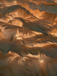 Feathers in front of a light