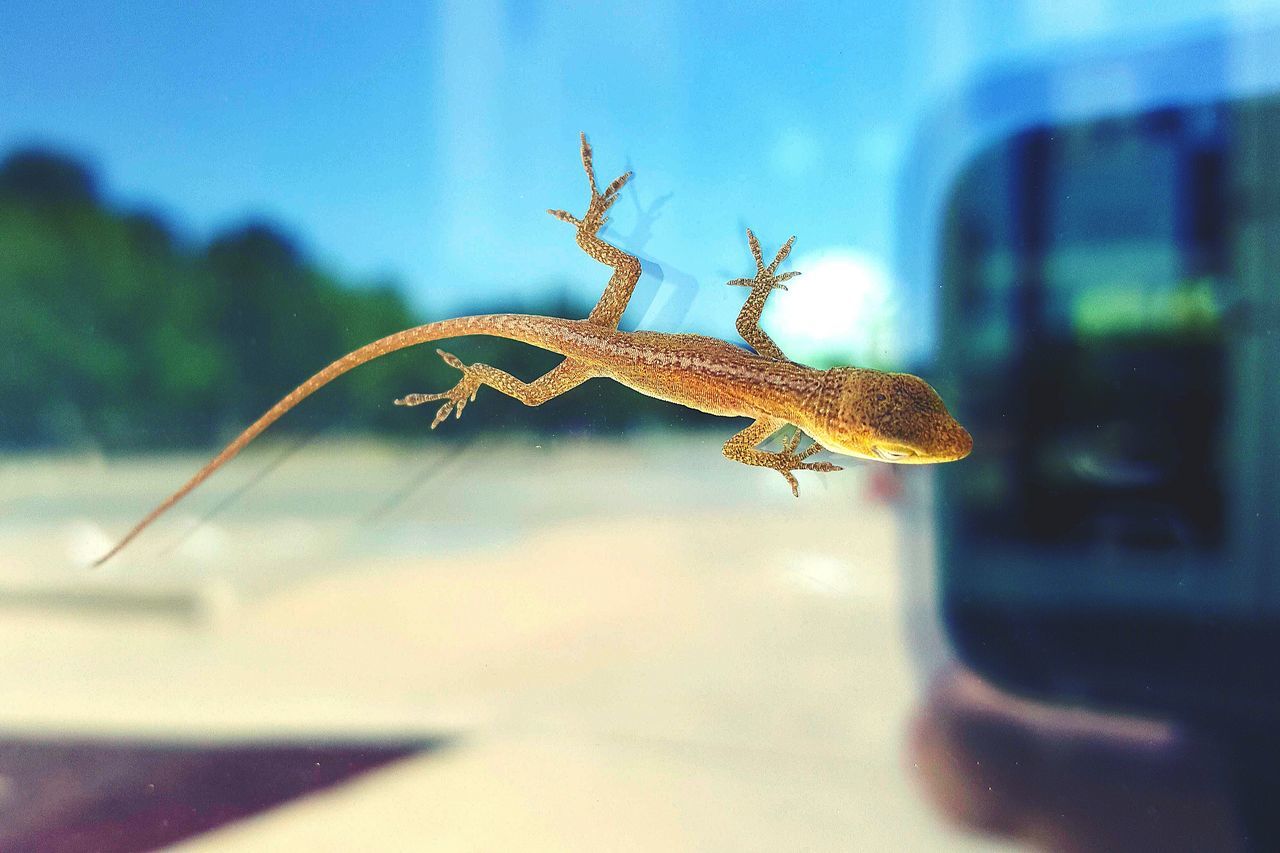 animal themes, one animal, animals in the wild, wildlife, reptile, lizard, insect, close-up, focus on foreground, selective focus, nature, natural pattern, outdoors, no people, side view, full length, sky, day, wall - building feature, zoology