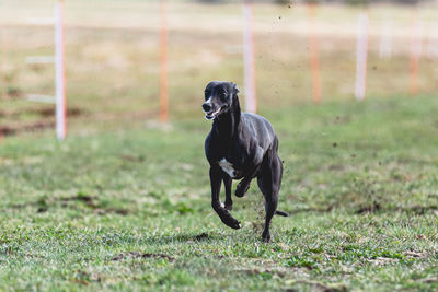 Dogs running on field