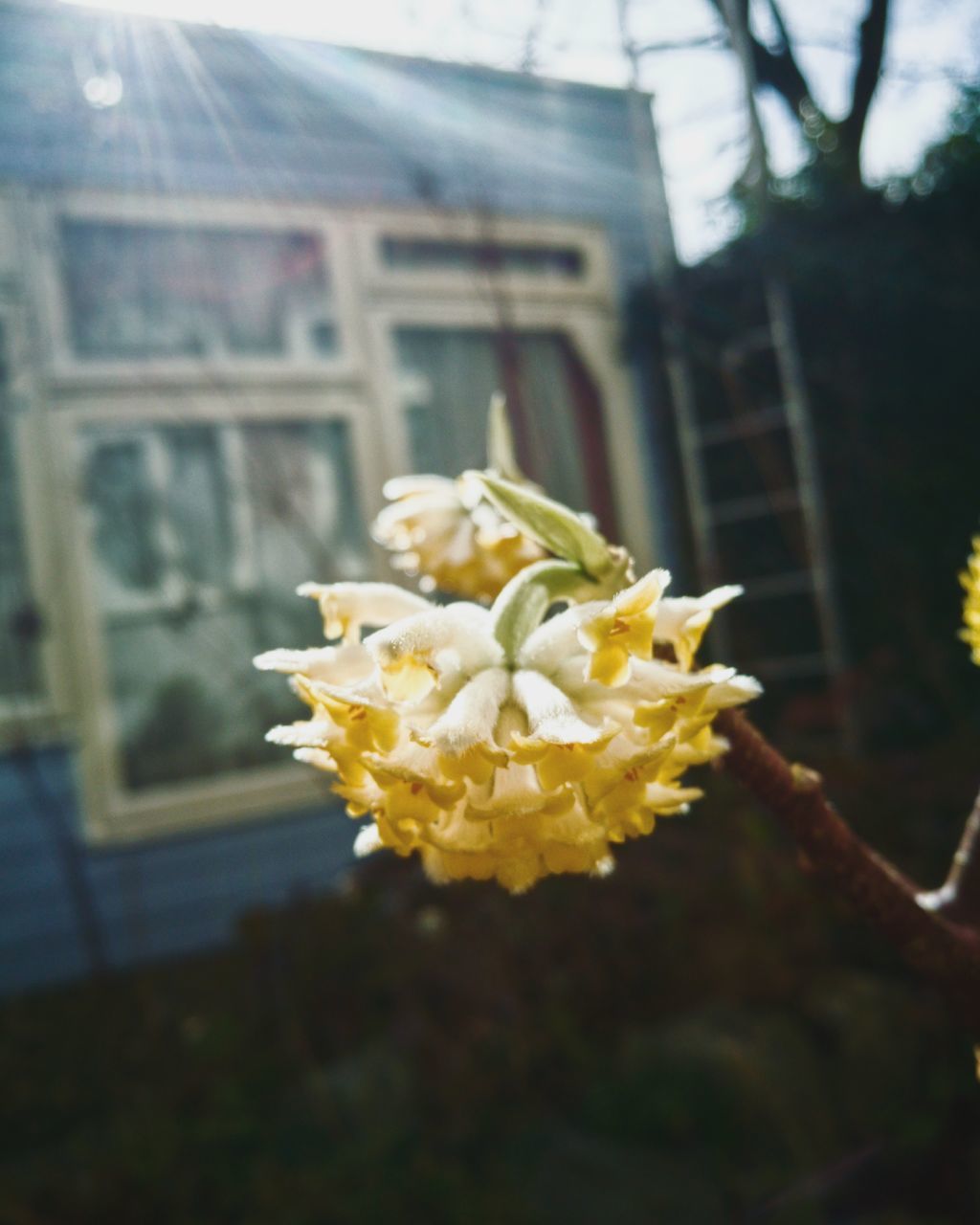 flower, fragility, freshness, petal, close-up, flower head, day, outdoors, no people, nature, architecture