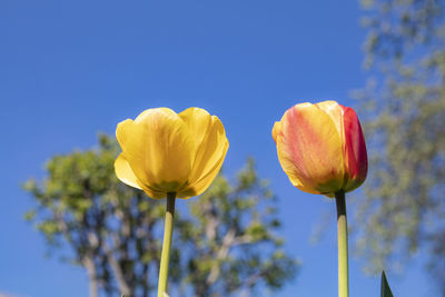 Close-up of yellow tulip against blue sky