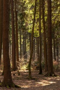 Trees in forest