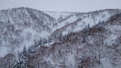 Low angle view of trees on snow covered mountain