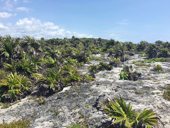 Plants growing on cliff against blue sky