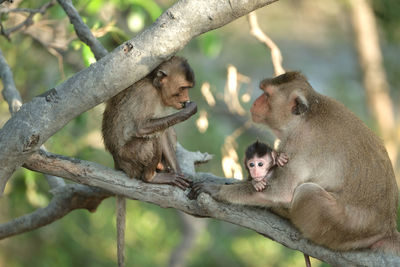 Monkey mom sits on mangrove tree branch withh her two kids. her baby clings to mother's chest. 