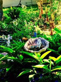 Man and plants in park