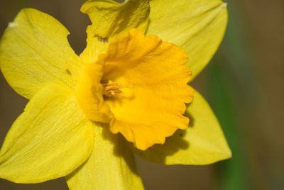 Close-up of yellow flower