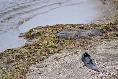 High angle view of bird on beach