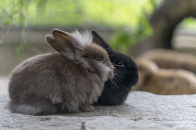 Close-up of a cat looking away