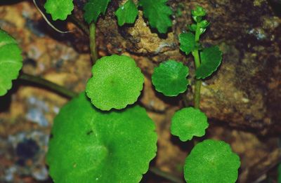 Close-up of fresh green plant