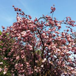 Low angle view of pink flowers blooming on tree