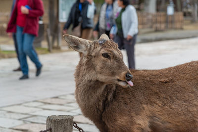 Close-up of deer