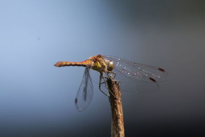 Close-up of insect