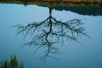 Reflection of trees in calm lake