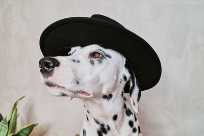 Close-up of dog looking away against wall