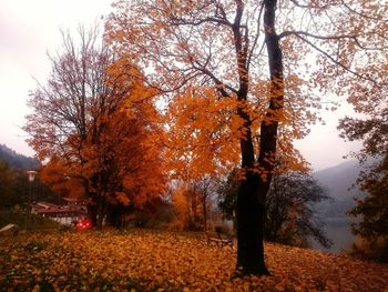 Trees against sky during autumn