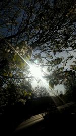 Low angle view of trees against sky