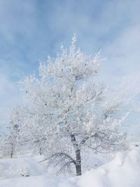 Close-up of frozen plant against sky