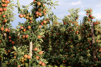 Apple fruits on tree