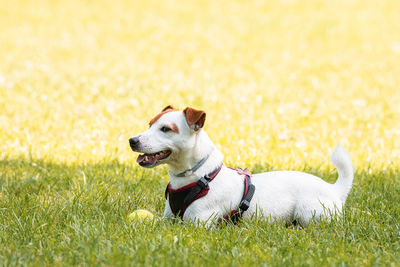 Dog looking away on field