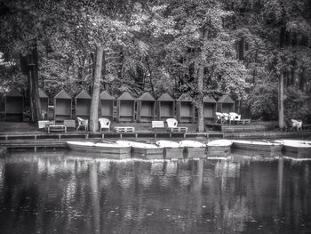 Reflection of trees in water