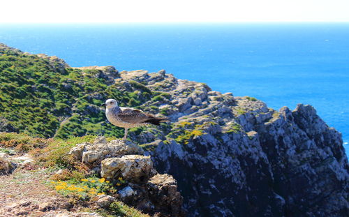 Scenic view of sea against blue sky