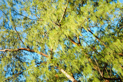 Low angle view of trees against sky