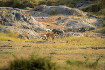 Cheetah stands