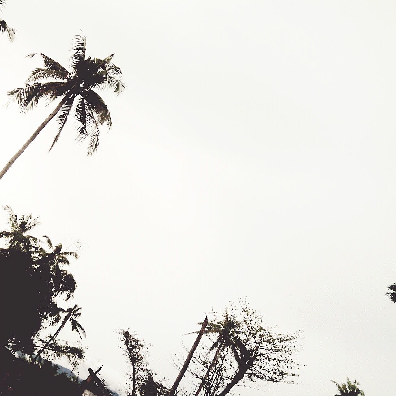 clear sky, low angle view, tree, copy space, branch, growth, palm tree, silhouette, nature, tranquility, high section, beauty in nature, treetop, outdoors, no people, sky, tree trunk, day, bare tree, scenics