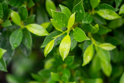 Fresh green leaves of ficus plant  dew droplets of water on shiny skin greenery leaf, close up photo