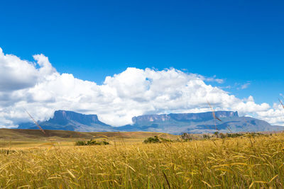 Scenic view of field against sky