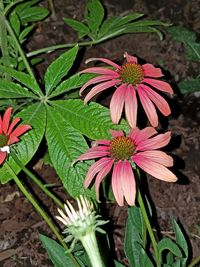 Close-up of pink flowers