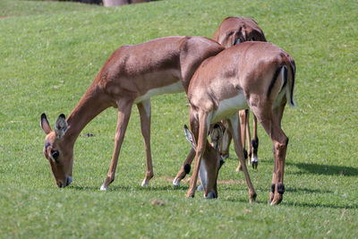 Horses in a field