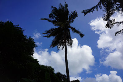 Low angle view of palm trees against sky