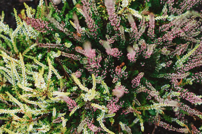 Close-up of pink flowers