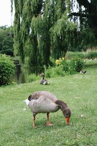 Ducks on field