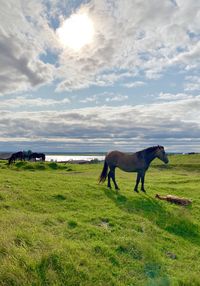 Horses in a field