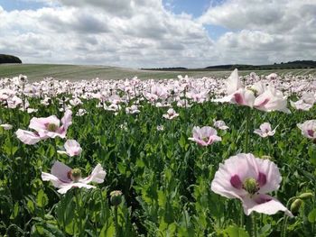 Close-up of pink flowers against sky