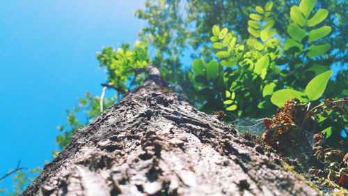 Low angle view of trees