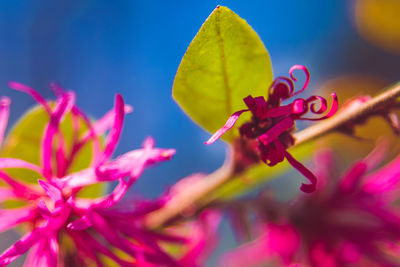 Close-up of pink flowering plant