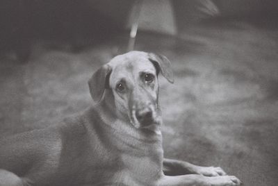 Close-up portrait of dog