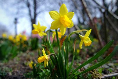 Close-up of yellow flower