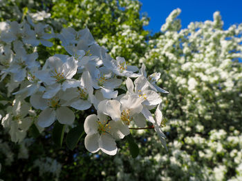 Close-up of white flowering plant