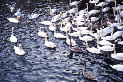 High angle view of swans swimming on lake