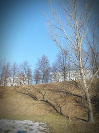 bare tree