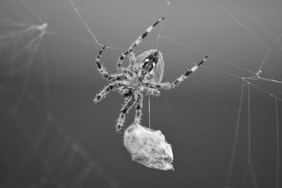 Close-up of spider on web 